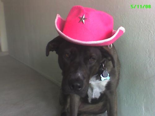 Dog with Pink Hat